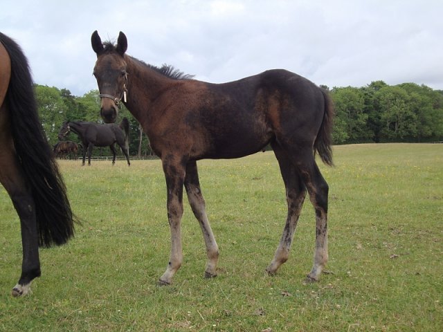Fakhra second at Chepstow on racecourse debut on 2nd June 2023