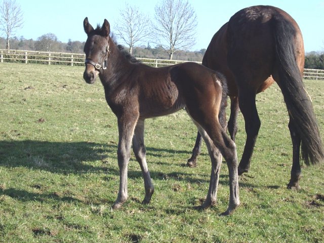 Fakhra second at Chepstow on racecourse debut on 2nd June 2023