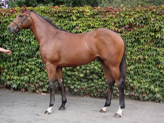 Fifty Stars third in Group 3 at Caulfield on 17th October 2020