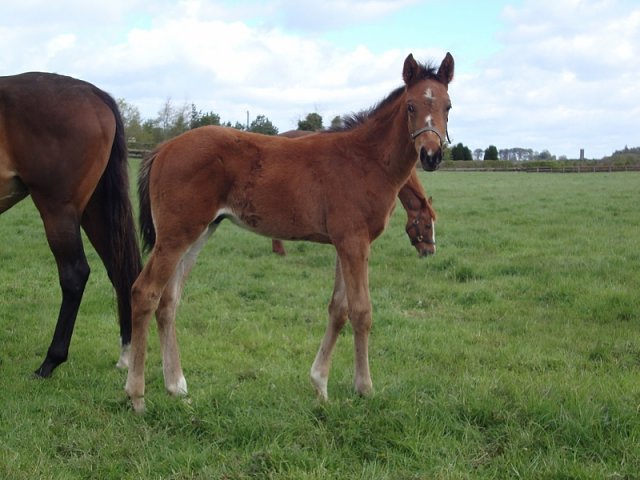 Fifty Stars second in Gr.1 at Flemington on 2nd November 2019