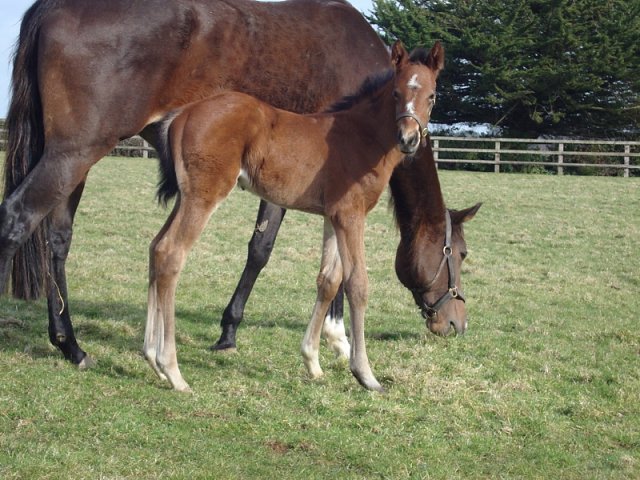 Fifty Stars wins Group 2 Blamey Stakes on 2nd March 2019