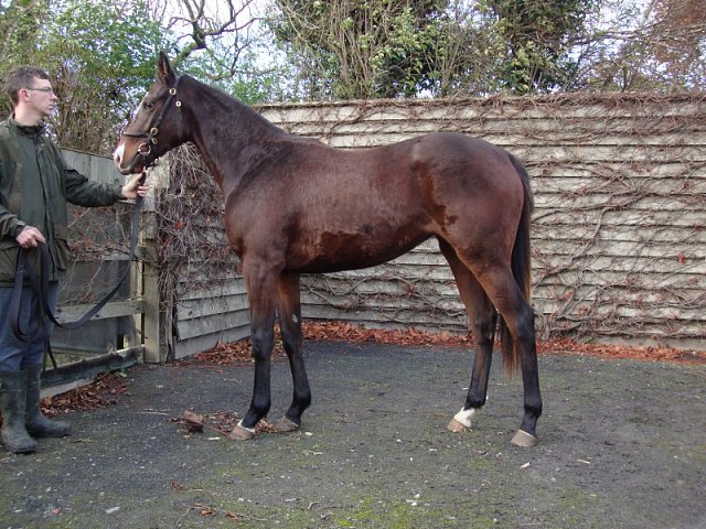 Final Check wins at Newcastle on 3rd November 2023