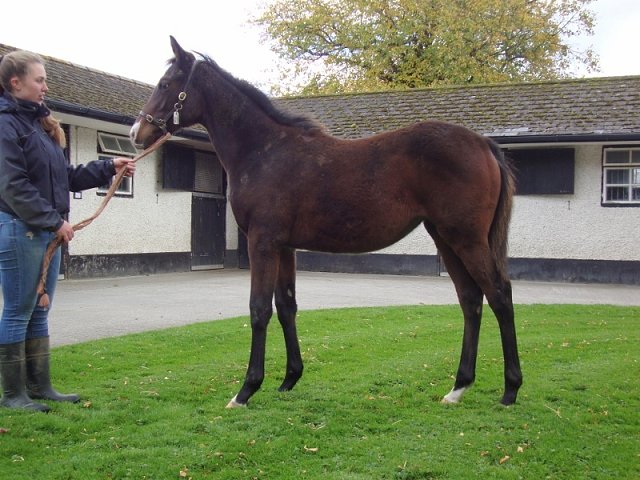 Final Check second at Leopardstown on 17th August 2023