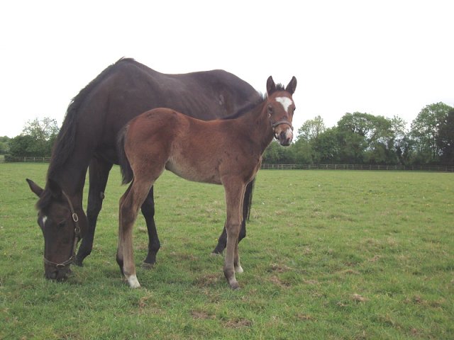 Final Check wins at Killarney on 18th July 2023