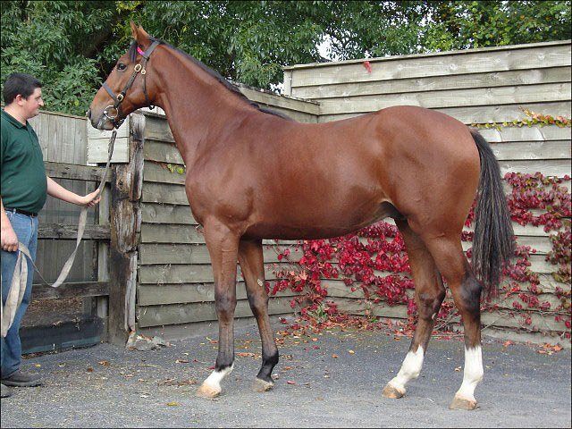 Fire Fighter wins at Wolverhampton