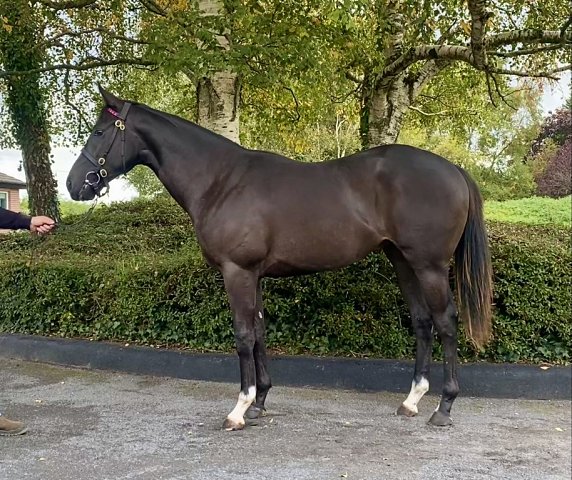 First Law wins on racecourse debut at Sandown on 6th August 2026