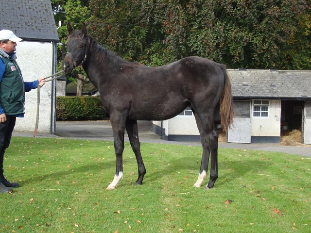 First Law wins on racecourse debut at Sandown on 6th August 2026