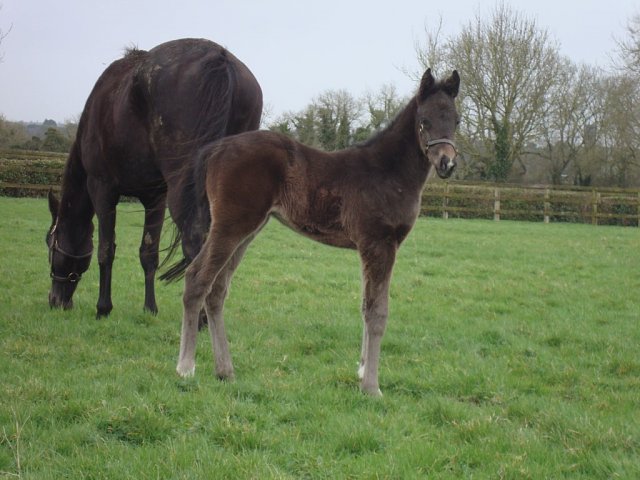First Law wins on racecourse debut at Sandown on 6th August 2026