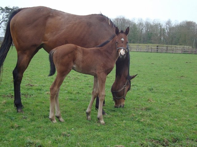 Flame of Freedom second at Kempton on 7th September 2022