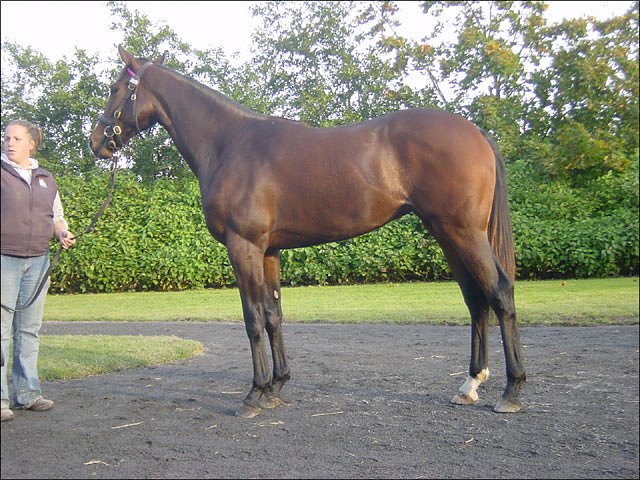 Flapper third at Kempton