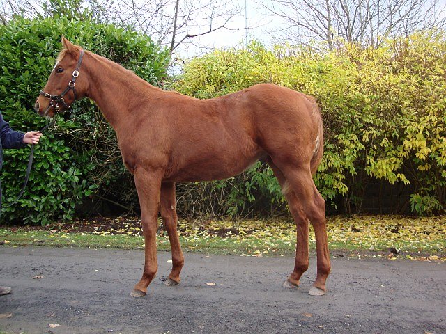Flowers On Venus wins on racecourse debut