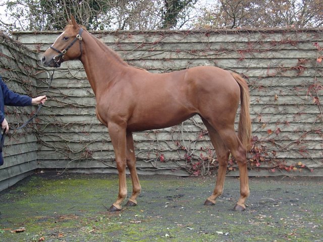 Forbidden Dance third at Beverley on 14th August 2019