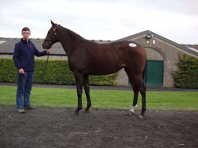 Forge Road third at Dundalk on 10th November 2021