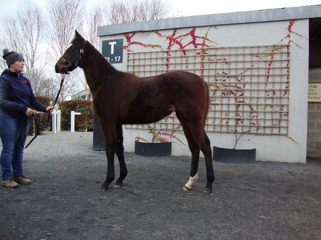 Forge Road third at Dundalk on 1st April 2022