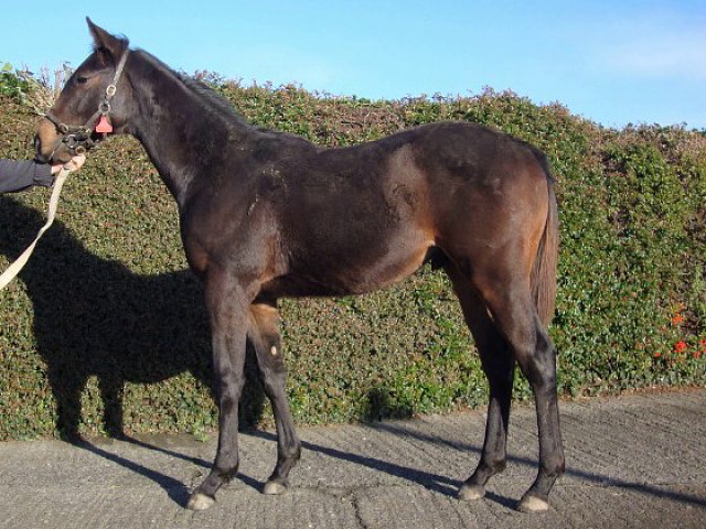 Fraserburgh wins at Jebel Ali