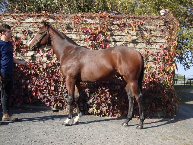 Freedom Flyer third at Thirsk on 17th April 2021