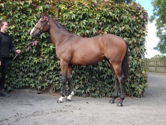 Freedom Flyer third at Thirsk on 17th April 2021