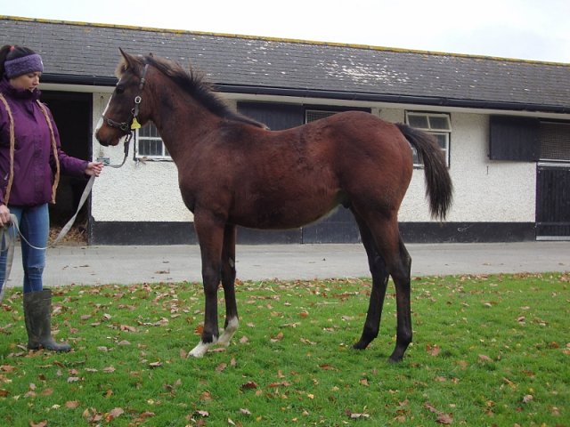 Freedom Flyer third at Thirsk on 17th April 2021