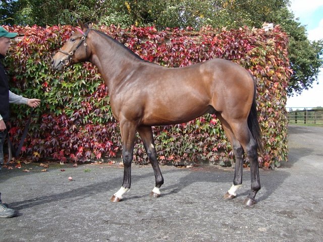Freetown third at Tipperary on 30th August 2018