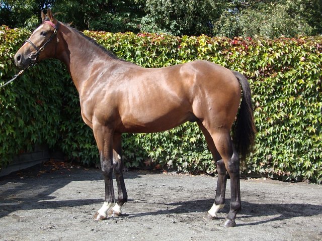 Freetown second at Roscommon on 20th August 2018