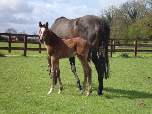Freetown second at Killarney on Saturday 24th August