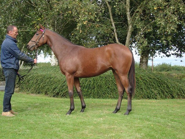 Fun With Flags third at Belmont on 3rd October 2025