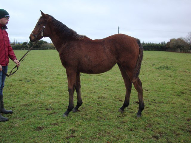 Fun With Flags third at Belmont on 3rd October 2025