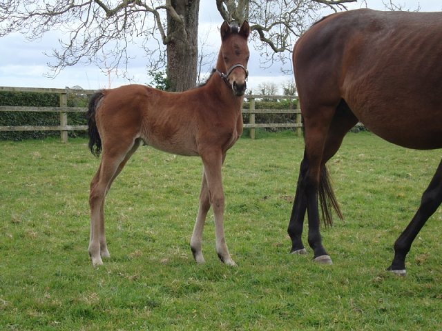 Fun With Flags third at Belmont on 3rd October 2025