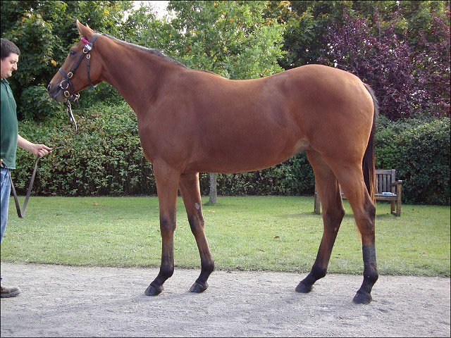 Gemstone wins at Limerick
