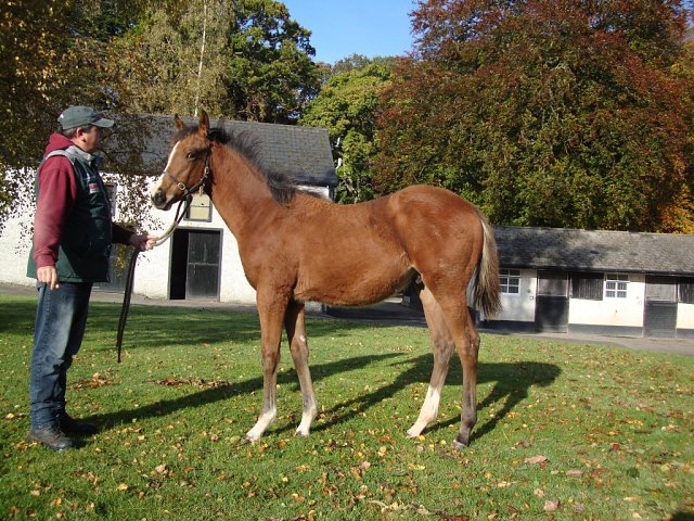 Gentle Hurricane second in Group 3 at York on 19th August 2026