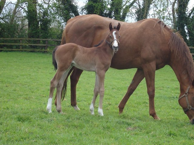 Gentle Hurricane second in Group 3 at York on 19th August 2026