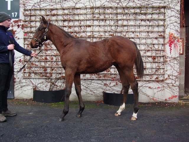 Givemethebeatboys wins on racecourse debut at Navan on 13th May 2023