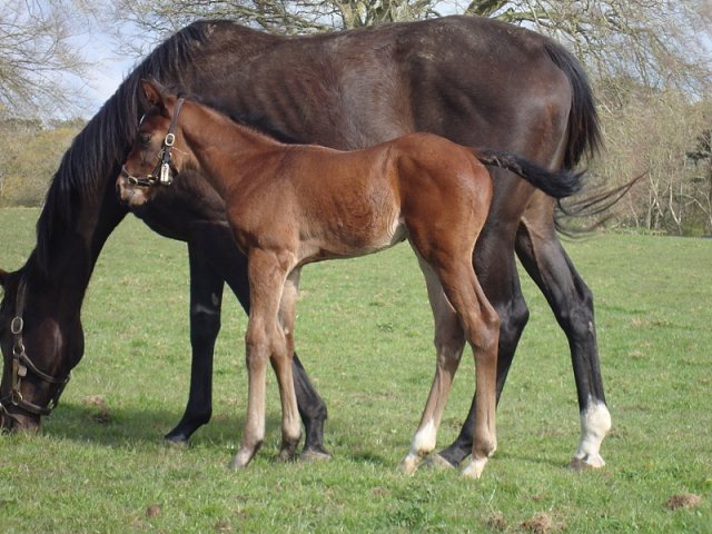 Givemethebeatboys wins Listed Race at Navan on 27th April 2024