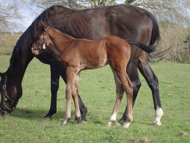 Givemethebeatboys third in Listed Race at Grafton on 15th July 2026