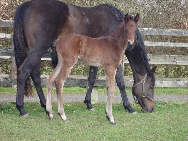 Global Hope wins at Yarmouth on 15th September 2020