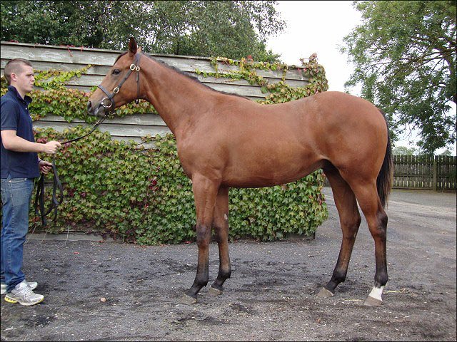 Gold Hunter wins at Doncaster