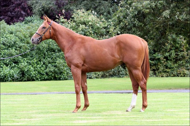 Gold Trail second at Sandown
