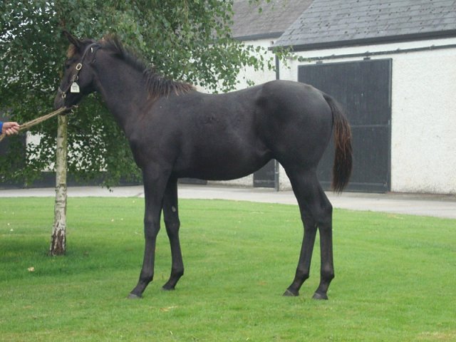 Gold Award wins on racecourse debut