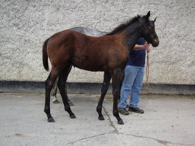 Gold Award wins on racecourse debut