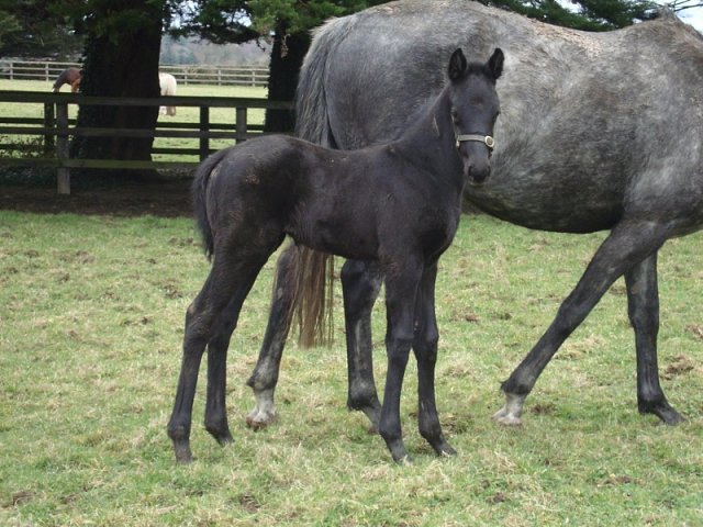 Gold Award wins on racecourse debut