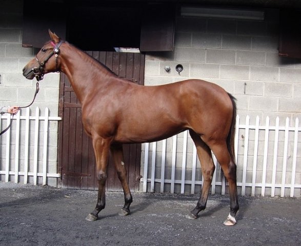 Golden Salute wins at Bath