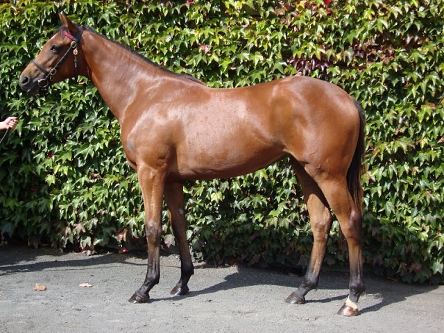 Golden Salute wins at Bath