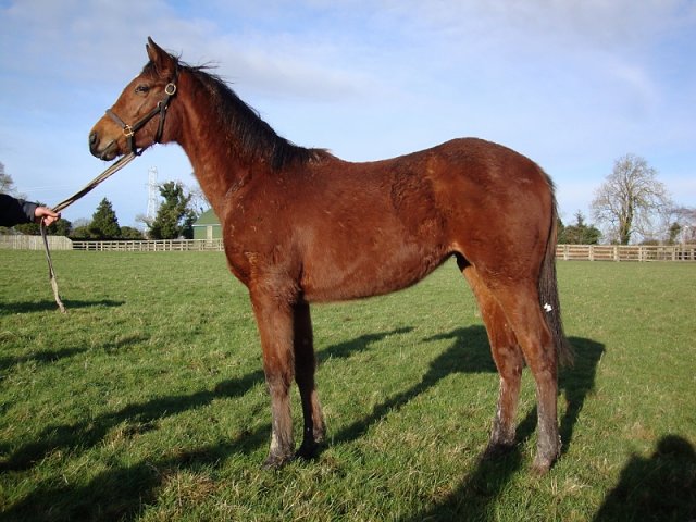 Golden Salute wins at Bath