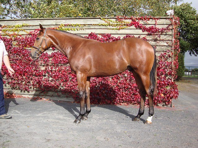 Gold Hunter wins at Chepstow