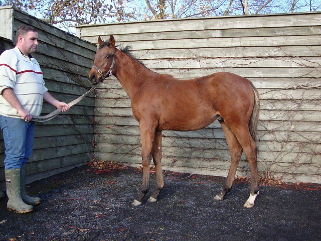 Gold Hunter wins at Chepstow