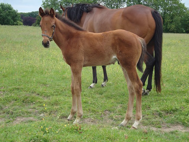 Gold Hunter wins at Chepstow