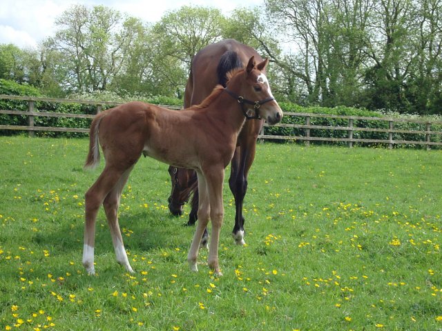 Gold Key second at Thirsk on 14th August 2026