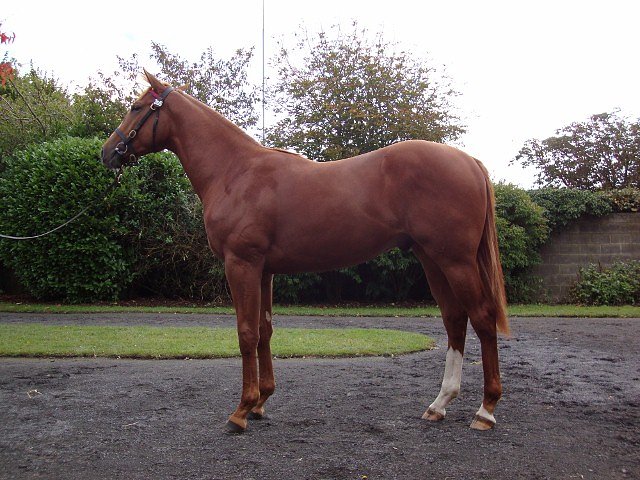 Gold Trail wins at Doncaster