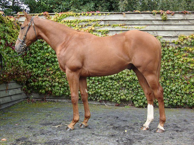 Gold Trail wins at Doncaster