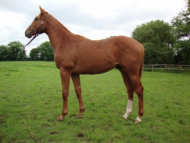 Gold Trail wins at Doncaster